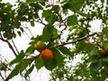 Apricot tree with fruits growing in the garden Royalty Free Stock Photo