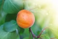 Apricot tree with fruits growing Royalty Free Stock Photo