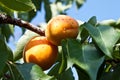 Apricot tree with fruits