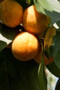 Apricot tree with fruits Royalty Free Stock Photo