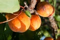 Apricot tree with fruits Royalty Free Stock Photo