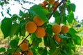Apricots ripen on the tree.