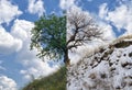 Apricot tree on a hill in two opposite seasons