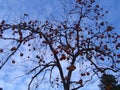 Apricot tree without leaves but with fruits.