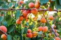 Apricot tree with many apricots Royalty Free Stock Photo