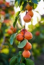 Branch of tree with ripe apricots Royalty Free Stock Photo