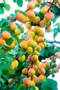 Apricot tree orchard with fresh ripe orange apricots fruits in A Royalty Free Stock Photo