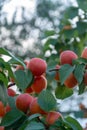 Apricot tree orchard with fresh ripe orange apricots fruits in A Royalty Free Stock Photo