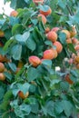 Apricot tree orchard with fresh ripe orange apricots fruits in A Royalty Free Stock Photo