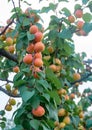 Apricot tree orchard with fresh ripe orange apricots fruits in A Royalty Free Stock Photo