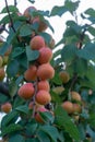 Apricot tree orchard with fresh ripe orange apricots fruits in A Royalty Free Stock Photo