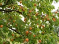 Apricot Tree Royalty Free Stock Photo