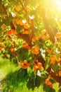 Apricot tree with ripe apricots on a farm Royalty Free Stock Photo