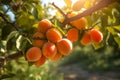 Apricot tree with ripe fruits hanging on a branch in orchard. Bunch of ripe apricots hanging on tree in the garden. Generative AI Royalty Free Stock Photo