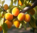 Apricot tree with ripe fruits hanging on a branch in orchard. Bunch of ripe apricots hanging on tree in the garden. Generative AI Royalty Free Stock Photo