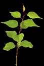 Apricot tree seedling, isolated on black background Royalty Free Stock Photo