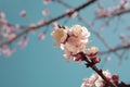 Apricot tree in spring bloom