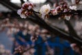 apricot tree with white spring flowers in pink shades. Royalty Free Stock Photo