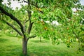 Apricot Trees Royalty Free Stock Photo