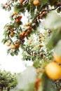 Apricot trees with ripe fruits in orchard, summer harvest time. Closeup shot. Summer harvest in garden