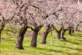 Apricot trees during spring time in Wachau, Austria Royalty Free Stock Photo