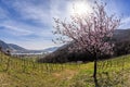 Apricot trees during spring time in Wachau valley, Austria Royalty Free Stock Photo