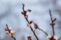 Apricot twig in bloom and honey bee in flight Royalty Free Stock Photo