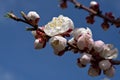 Apricot twig with flowers