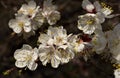 Apricot twig with flowers