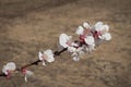 An Apricot Twig Full of White and Pink Blossoms on a Blurred Background Royalty Free Stock Photo