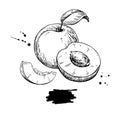 Apricot vector drawing. Hand drawn fruit and sliced pieces. Sum Royalty Free Stock Photo