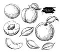 Apricot vector drawing. Hand drawn fruit and sliced pieces. Sum Royalty Free Stock Photo