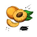 Apricot vector drawing. Hand drawn fruit and sliced pieces. Summer food illustration. Royalty Free Stock Photo