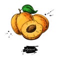 Apricot vector drawing. Hand drawn fruit and sliced pieces. Summer food illustration. Royalty Free Stock Photo