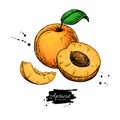 Apricot vector drawing. Hand drawn fruit and sliced pieces. Summer food illustration. Royalty Free Stock Photo