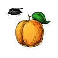 Apricot vector drawing. Hand drawn isolated fruit. Royalty Free Stock Photo