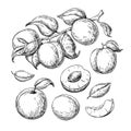 Apricot vector drawing set. Hand drawn fruit, branch and sliced