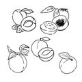 Apricot vector drawing set. Hand drawn fruit and sliced pieces. Summer food engraved style illustration. Detailed Royalty Free Stock Photo
