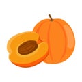 Apricot vector.Fresh apricot illustration