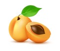 Apricot vector icon in realistic style - Icon illustration of orange summer juicy Fruit with leaf isolated on white Royalty Free Stock Photo