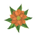 Apricot watercolor Christmas poinsettia flowers with green leaves