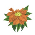 Apricot watercolor Christmas poinsettia flowers with green leaves