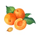 Apricot watercolor illustration