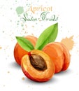 Apricot watercolor Vector. Delicious fruit handmade design templates