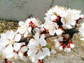 apricot white flowers, spring 2016