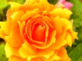 Apricot yellow rose