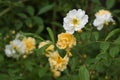 Apricot yellow and white flowers of the rambling rose christine