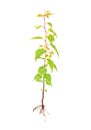 Apricot young tree with root Royalty Free Stock Photo