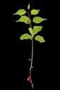 Apricot young tree with root and kernel, isolated on black background Royalty Free Stock Photo