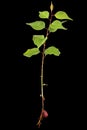 Apricot young tree with root and kernel, isolated on black background Royalty Free Stock Photo